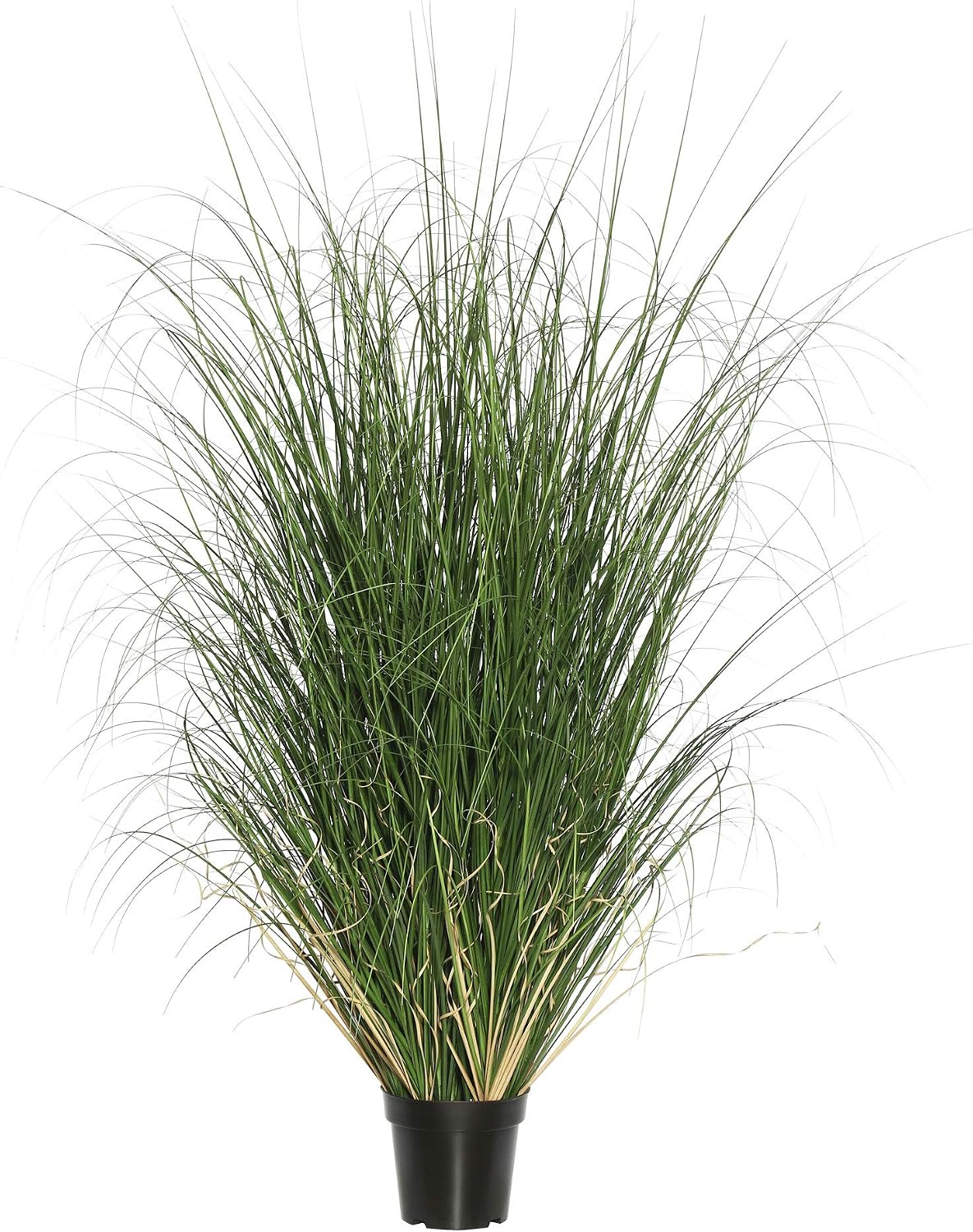 Vickerman 60' Tall PVC Artificial Potted Green Curled Grass Decor - Realistic Looking Greenery Decoration for Home Kitchen Business Office Arrangements