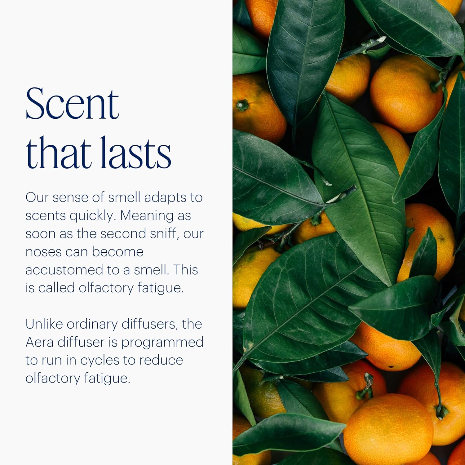 AERA Mini Waterless Plug-in Essential Oil Diffuser for Rooms 100–400 Sq Ft + Citrus Grove Scent – Smart Scent Machine with App & Alexa Control, Luxury Home Fragrance Starter Kit (Includes 1 Capsule)
